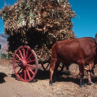 vehicle2