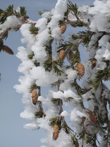 Sugar Bowl 4-2-12006