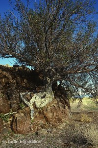 We were amazed how this tree clung to the rock.