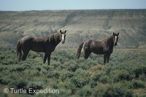 Wild Horse Loop027