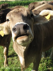Walking in the nearby farmlands. The Swiss cow will often come up for a pat on the head. Each one has a name.