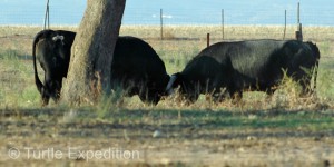 Some animals die each year in the field fighting each other or otherwise injuring themselves like breaking their horns off or poking their eyes out.