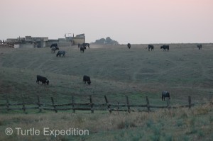 In the evening we camped on a side road and watched a small herd of bulls lazily grazing in the pasture.
