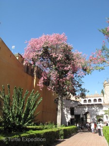 This beautifully flowering tree by the entrance caught everyone's eye and no one knew its name. If you do, please let us know!
