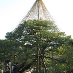 The trees in Kanazawa's Castle Park & Kenrokuen Garden amazed us with their multiple tethers protecting them from heavy winter snow loads. It was also a form of Japanese arboreal art.