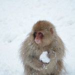 A youngster played with a snowball like any child would but we never saw him throw it.