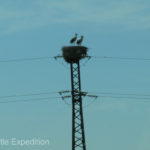 Who needs a tree for a nest? It was fun to see the storks, a childhood memory for Monika.