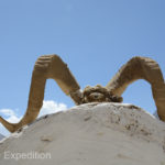A Marco Polo big horn sheep skull offering on a road side shrine.