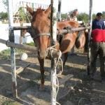 The horse was almost suspended in the air. It's hard to kick this way.