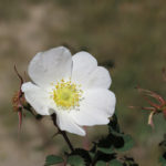 Wild roses brightened a hillside.