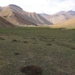 Marmots had extensive underground colonies.