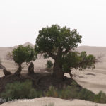 The occasional hummock in the sand dunes formed around a struggling bush or dwarf tree.