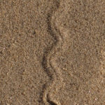 We saw no wildlife of any kind, only the funny tracks of lizards, snakes and mice.