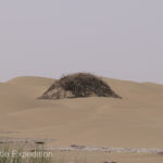 Hummocks like this one seemed to pop out from nowhere, a place for a bush to find water?