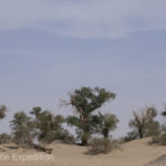 As we neared the Talimu He river crossing we found welcome shade under some Euphrates Poplar trees.