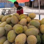 The melons were ripe and sweet, just picked from the fields.