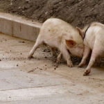 China Blog 11 068