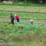 Locals were busy tending their gardens.