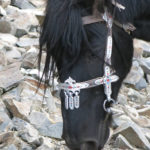 The hand stitched bridles for their horses were beautifully decorated.