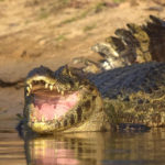 Breaking News PANTANAL 12